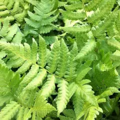 DRYOPTERIS clintoniana - Fougère