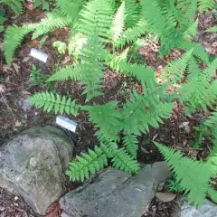 DRYOPTERIS clintoniana - Fougère