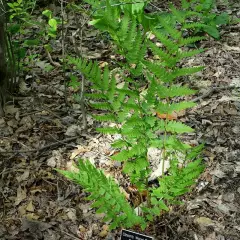 DRYOPTERIS clintoniana - Fougère