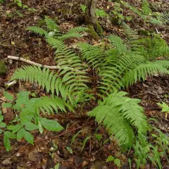 DRYOPTERIS clintoniana - Fougère