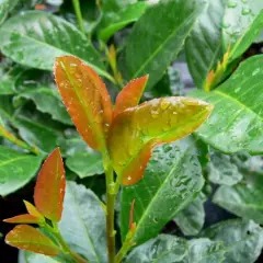 PRUNUS laurocerasus 'Etna'® - Laurier Cerise à haie, Plantes de haie