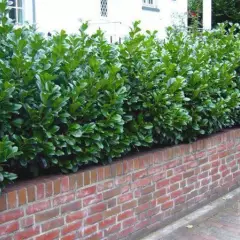 PRUNUS laurocerasus 'Etna'® - Plantes de haie, Laurier Cerise , haie de laurier