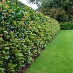 PRUNUS laurocerasus 'Etna'® - Laurier Cerise à haie, Plantes de haie