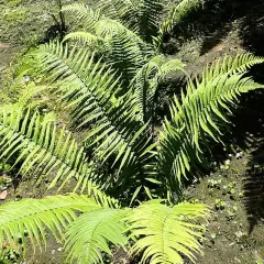 DRYOPTERIS atrata - fougère