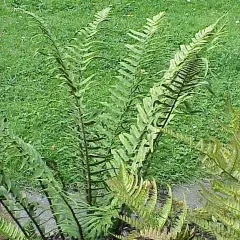 DRYOPTERIS atrata - fougère