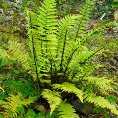 DRYOPTERIS atrata - fougère