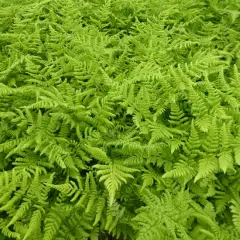 DRYOPTERIS dilatata - Fougère