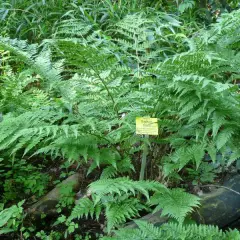 DRYOPTERIS dilatata - Fougère