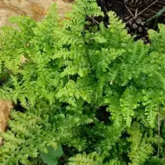 DRYOPTERIS dilatata 'Crispa Whiteside' - Fougère