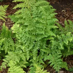 DRYOPTERIS dilatata 'Crispa Whiteside' - Fougère