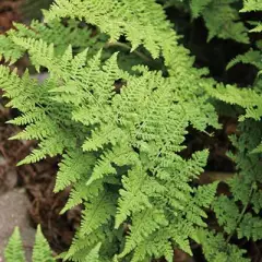 DRYOPTERIS dilatata 'Crispa Whiteside' - Fougère