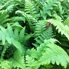 DRYOPTERIS filix-mas - Fougère