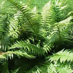 DRYOPTERIS filix-mas - Fougère