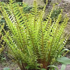 DRYOPTERIS filix-mas - Fougère