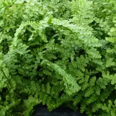 DRYOPTERIS filix-mas 'Barnesii' - Fougère