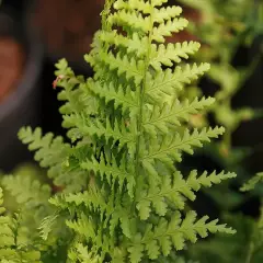 DRYOPTERIS filix-mas 'Barnesii' - Fougère