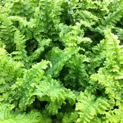 DRYOPTERIS filix-mas 'Crispa' - Fougère