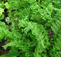 DRYOPTERIS filix-mas 'Crispa' - Fougère