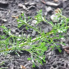 DRYOPTERIS filix-mas 'Linearis Polydactyla' - Fougère