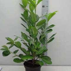 PRUNUS laurocerasus 'Rotundifolia' - Laurier cerise, Plante de haie