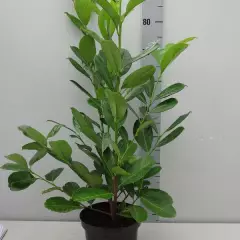 PRUNUS laurocerasus 'Rotundifolia' - Laurier cerise à haie