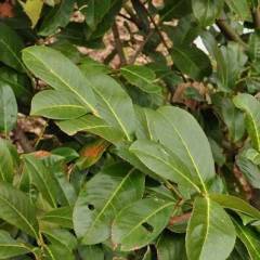 PRUNUS laurocerasus 'Rotundifolia' - Laurier cerise à haie