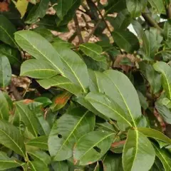 PRUNUS laurocerasus 'Rotundifolia' - Laurier cerise, Plante de haie