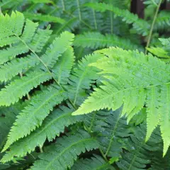 DRYOPTERIS goldiana - Fougère