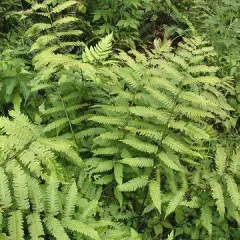 DRYOPTERIS goldiana - Fougère