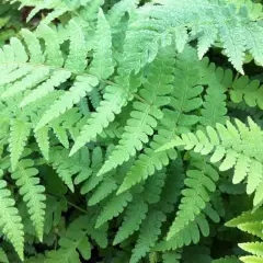 DRYOPTERIS marginalis - Fougère