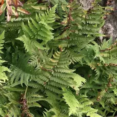 DRYOPTERIS marginalis - Fougère