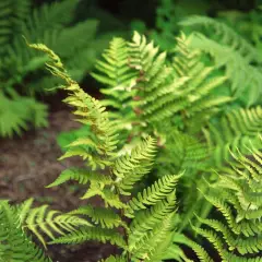 DRYOPTERIS marginalis - Fougère