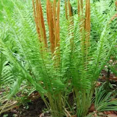 OSMUNDA claytoniana - Fougère