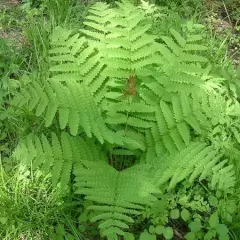 OSMUNDA claytoniana - Fougère