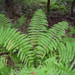 OSMUNDA claytoniana - Fougère