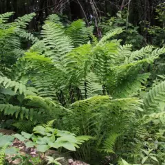 OSMUNDA claytoniana - Fougère