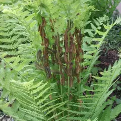 OSMUNDA claytoniana - Fougère