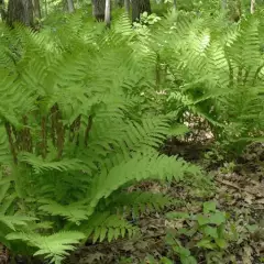 OSMUNDA claytoniana - Fougère