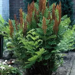 OSMUNDA regalis 'Purpurascens'