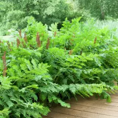 OSMUNDA regalis 'Purpurascens'