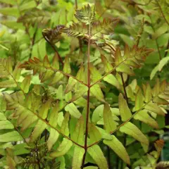 OSMUNDA regalis 'Purpurascens'