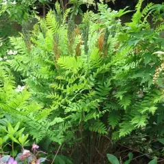 OSMUNDA regalis 'Purpurascens'