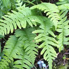 POLYPODIUM vulgare