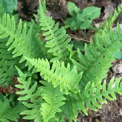 POLYPODIUM vulgare