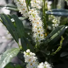 PRUNUS laurocerasus 'Otto Luyken' - Laurier cerise, plante de haie