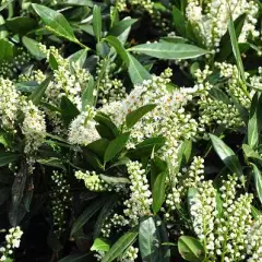 PRUNUS laurocerasus 'Otto Luyken' - Laurier cerise, plante de haie