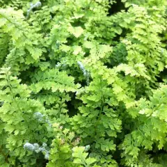 POLYSTICHUM setiferum 'Plumoso-Densum' - Fougère