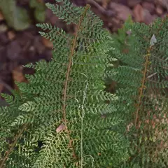 POLYSTICHUM setiferum 'Plumoso-Densum' - Fougère