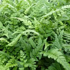 POLYSTICHUM tsus-simese - Fougère