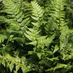 POLYSTICHUM tsus-simese - Fougère